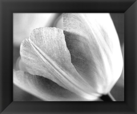 Framed Tulip I Print