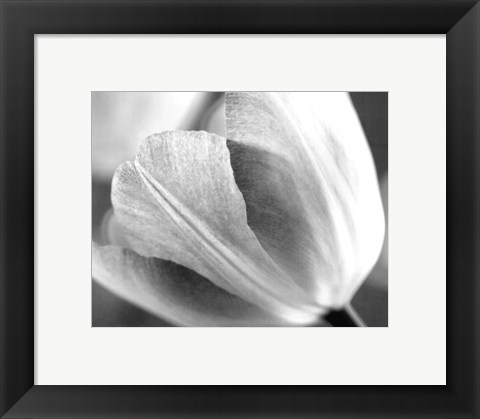 Framed Tulip I Print