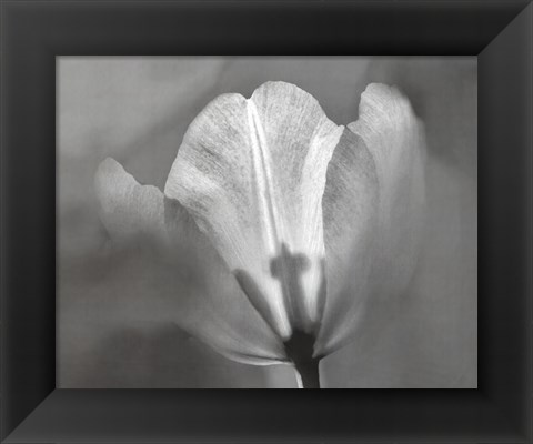 Framed Tulip II Print