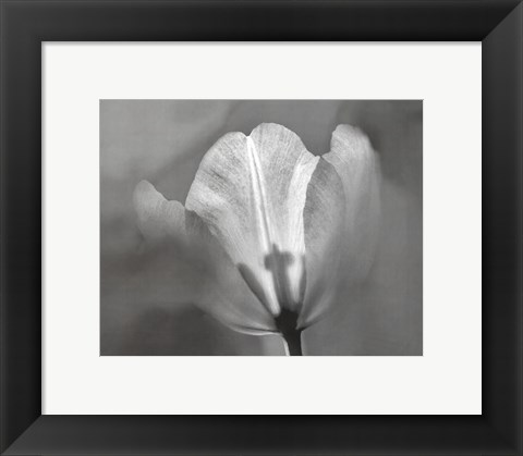 Framed Tulip II Print