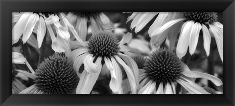 Framed Echinacea Sunrise Print