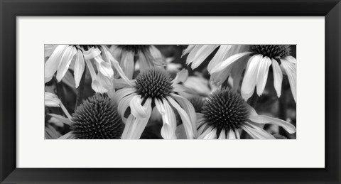 Framed Echinacea Sunrise Print