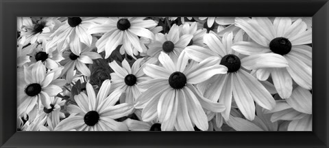 Framed Black Eyed Susans Print