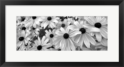 Framed Black Eyed Susans Print