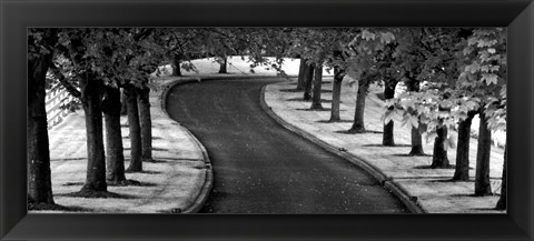 Framed Maple Tree Lined Drive Print