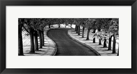 Framed Maple Tree Lined Drive Print