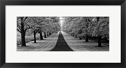 Framed Maple Lined Road Print