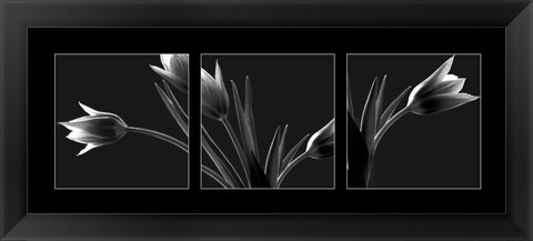 Framed Tulip Trio Print