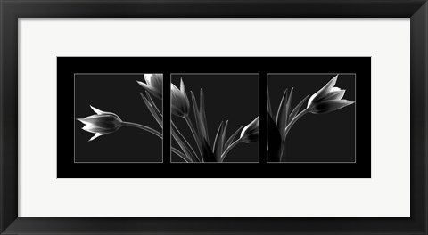 Framed Tulip Trio Print