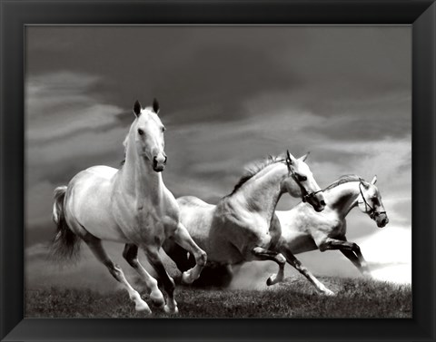 Framed White Stallions Print