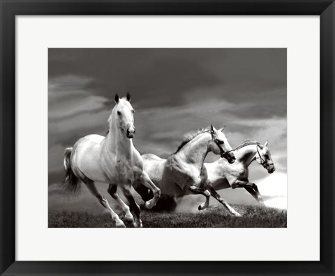 Framed White Stallions Print