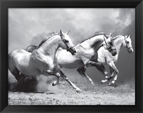 Framed White Stallions II Print