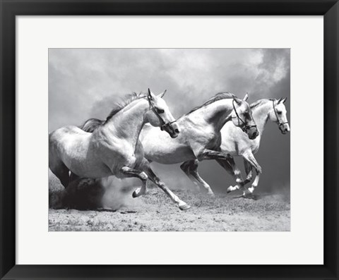 Framed White Stallions II Print