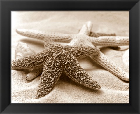 Framed Starfish Family Print