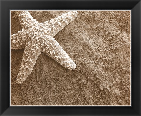 Framed Starfish in the Sand Print