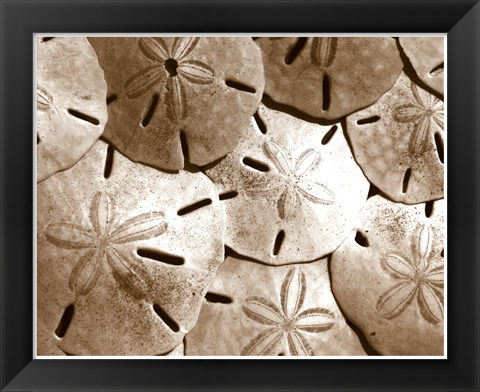 Framed Sand Dollar Grouping Print