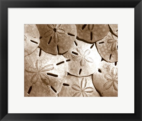 Framed Sand Dollar Grouping Print