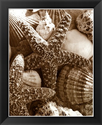 Framed Starfish and Shells Print