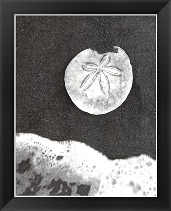 Framed Sand Dollar and Surf Print