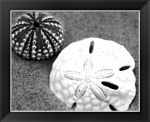 Framed Sand Dollar and Sea Urchin Print