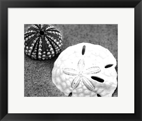 Framed Sand Dollar and Sea Urchin Print