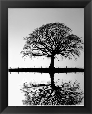 Framed Standing Oak Tree Print