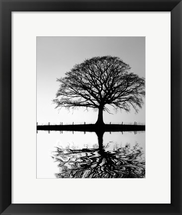 Framed Standing Oak Tree Print