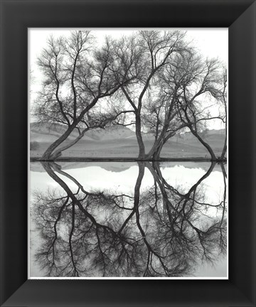 Framed Clarity in the Waters Print