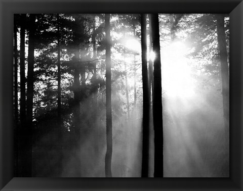 Framed Light Through the Trees I Print