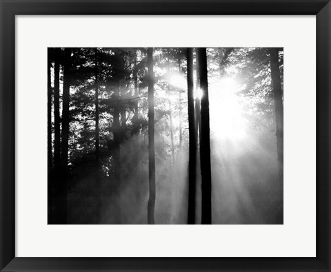 Framed Light Through the Trees I Print