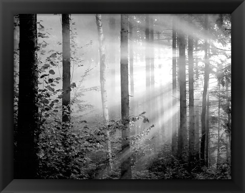 Framed Light Through the Trees II Print