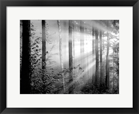 Framed Light Through the Trees II Print