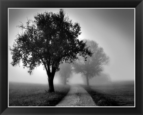 Framed Trees on County Road Print