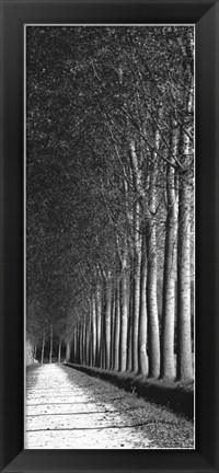 Framed Oak Lane II Print