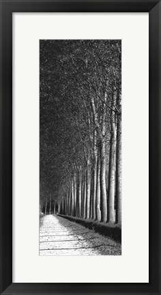 Framed Oak Lane II Print