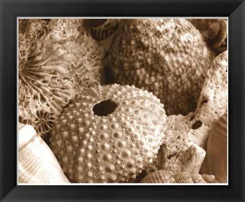 Framed Sea Urchins Print