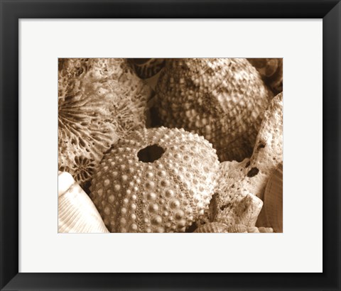 Framed Sea Urchins Print