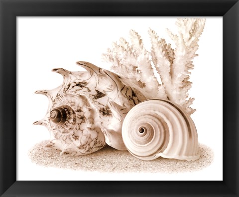 Framed Seashells I Print