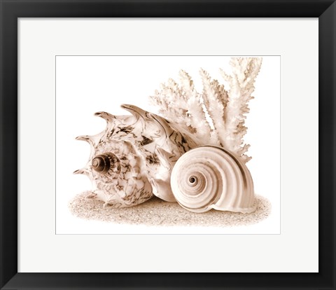 Framed Seashells I Print