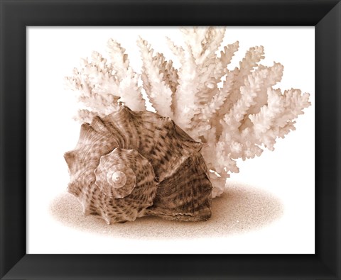 Framed Seashells II Print