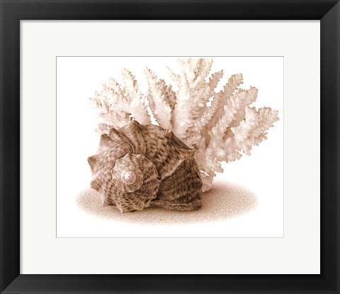 Framed Seashells II Print