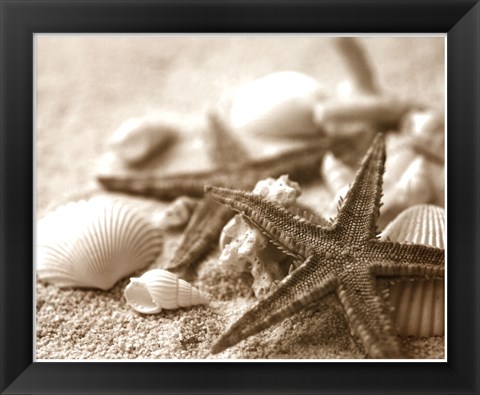 Framed Starfish and Seashells Print