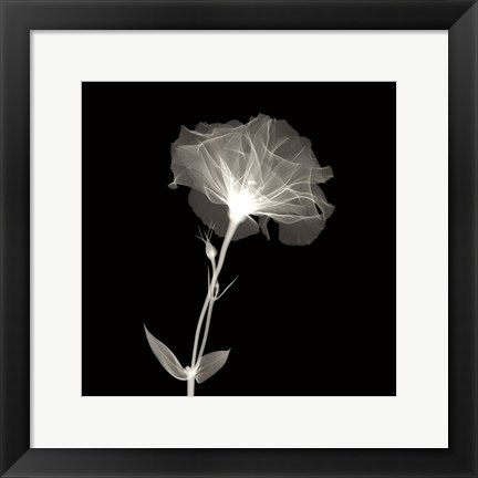 Framed Bud in Bloom Print