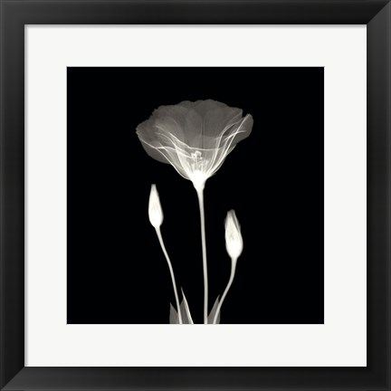 Framed Poppy in Lace Print