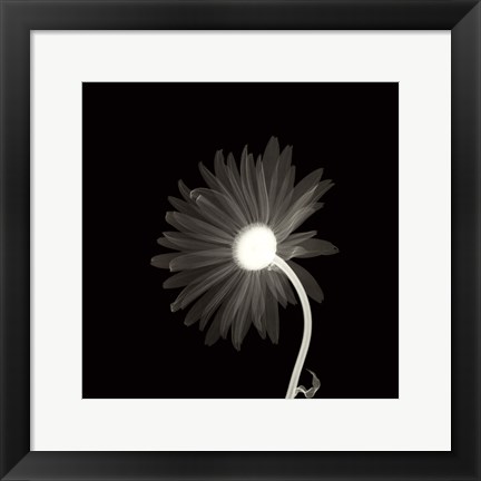 Framed Sunburst Petals Print