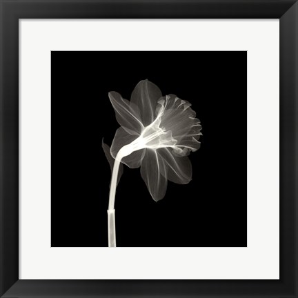 Framed Veiled Blossom Print