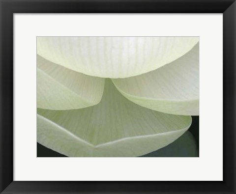 Framed Lotus Detail V Print