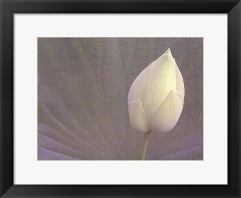 Framed Lotus Detail VI Print