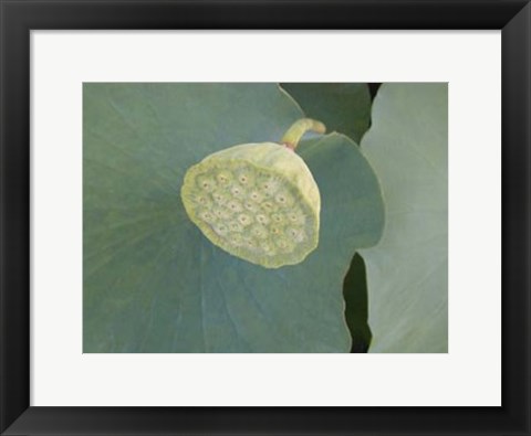 Framed Lotus Detail VIII Print