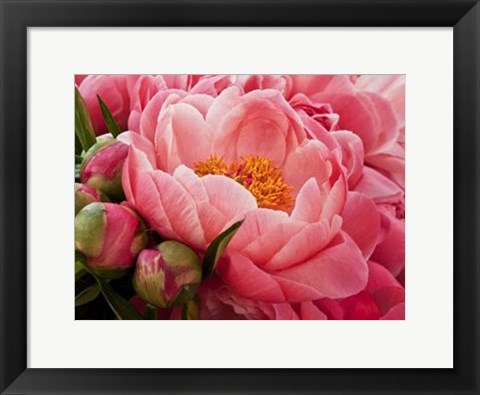 Framed Coral Peonies I Print